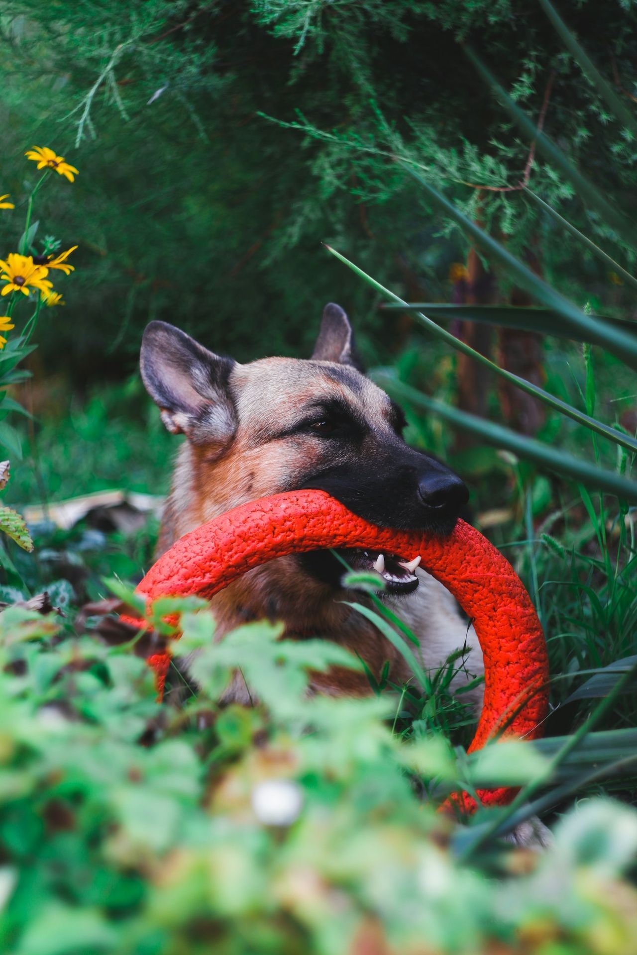 Dog biting a training toy for dog dummy and bite tug sourcing