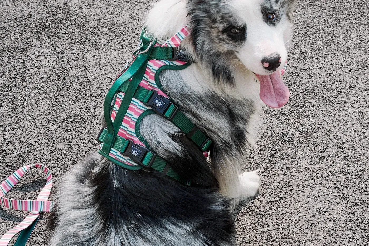 Dog wearing a patterned harness for fit and material planning