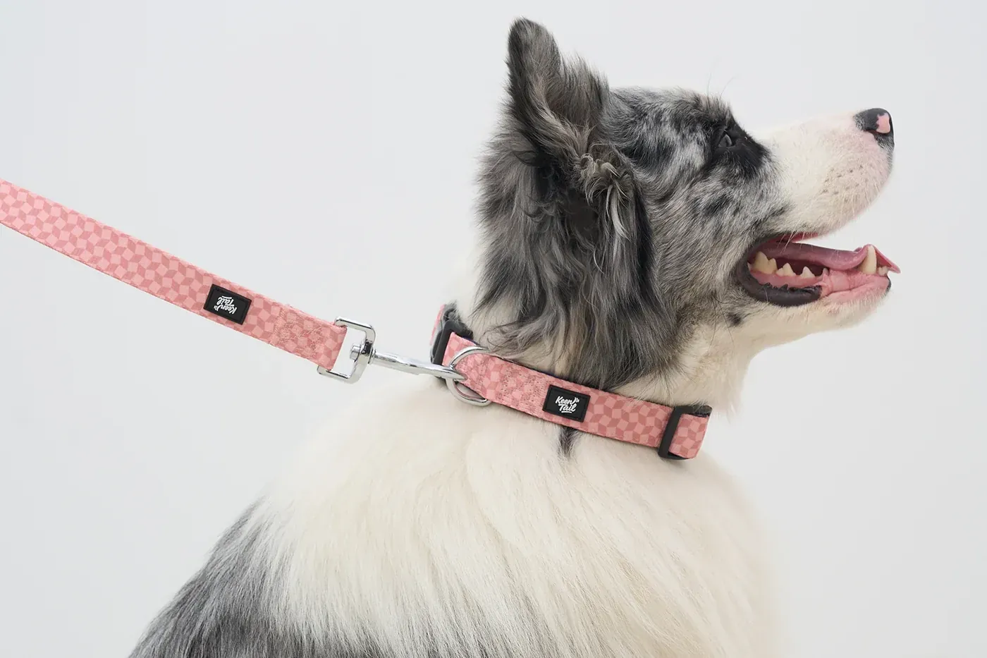 Dog wearing a private-label collar and leash for collar manufacturing