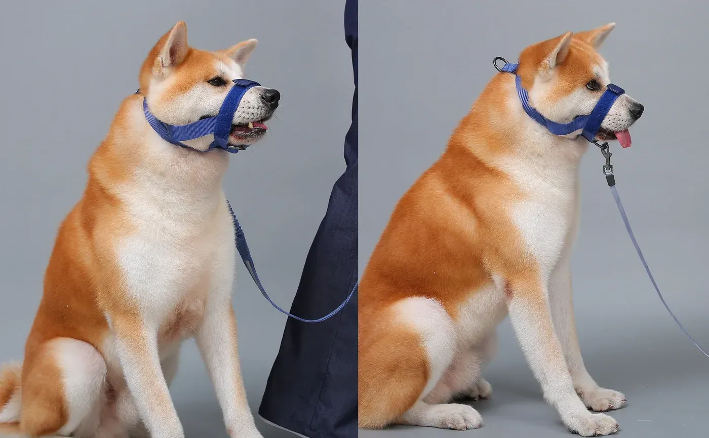 Front and back buckle dog muzzle walking set detail