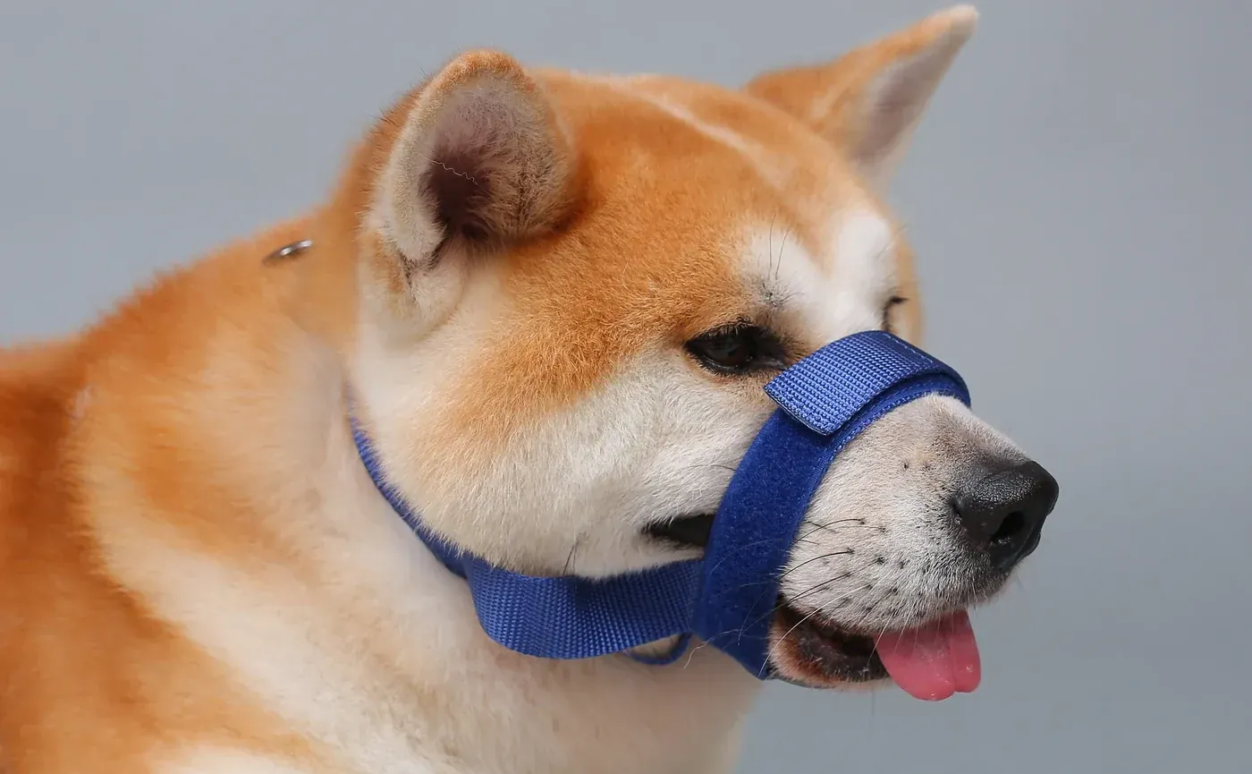 Professional cut dog muzzle fitting around the snout